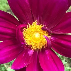 Meet your Posher, Alison